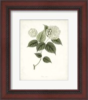 Framed Sage Botanical I