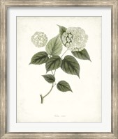 Framed Sage Botanical I
