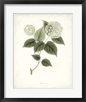 Sage Botanical I Framed Print