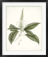 Framed Sage Botanical II