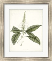 Framed Sage Botanical II