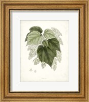 Framed Sage Botanical III