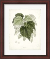 Framed Sage Botanical III