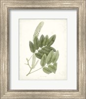 Framed Sage Botanical IV