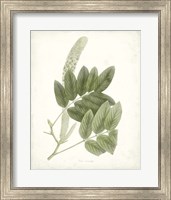Framed Sage Botanical IV