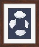 Framed Coquillages Blancs I