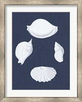 Framed Coquillages Blancs I