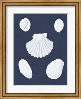 Framed Coquillages Blancs III