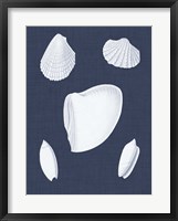 Coquillages Blancs VI Framed Print