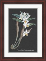 Framed Orchid on Slate I