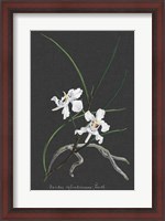 Framed Orchid on Slate II