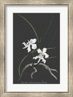 Framed Orchid on Slate II