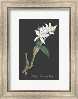 Framed Orchid on Slate III