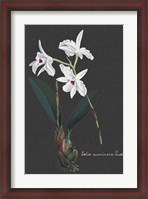 Framed Orchid on Slate V