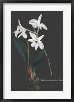 Framed Orchid on Slate V