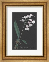 Framed Orchid on Slate VI