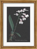 Framed Orchid on Slate VI