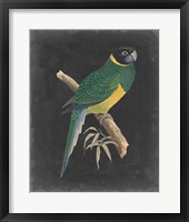 Framed Dramatic Parrots I