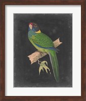 Framed Dramatic Parrots II