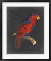 Framed Dramatic Parrots III