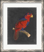 Framed Dramatic Parrots III