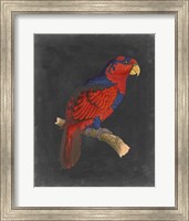 Framed Dramatic Parrots III