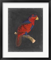 Framed Dramatic Parrots III