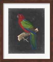 Framed Dramatic Parrots IV