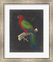 Framed Dramatic Parrots IV