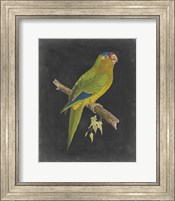 Framed Dramatic Parrots V