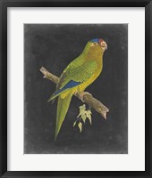 Framed Dramatic Parrots V