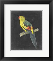 Framed Dramatic Parrots VI