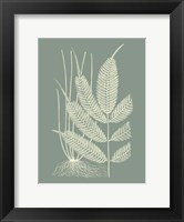 Framed Ferns on Sage II