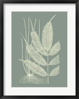 Framed Ferns on Sage II