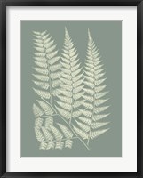 Framed Ferns on Sage III