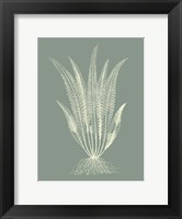 Framed Ferns on Sage IV