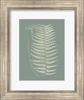 Framed Ferns on Sage VIII