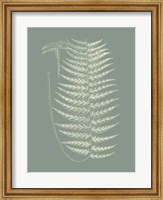 Framed Ferns on Sage VIII