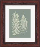 Framed Ferns on Sage IX