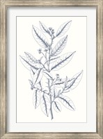 Framed Indigo Botany Study V