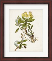 Framed Antique Botanical Study IV