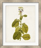 Framed Antique Botanical Study VII