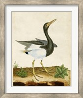 Framed Heron Portrait V