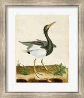 Framed Heron Portrait V