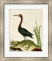 Framed Heron Portrait VI