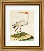 Framed Heron Portrait VII
