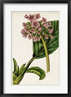 Framed Mauve Botanicals II