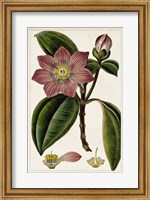 Framed Mauve Botanicals VI