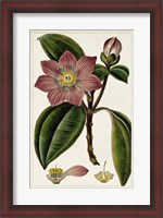 Framed Mauve Botanicals VI