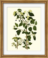 Framed Olive Greenery V